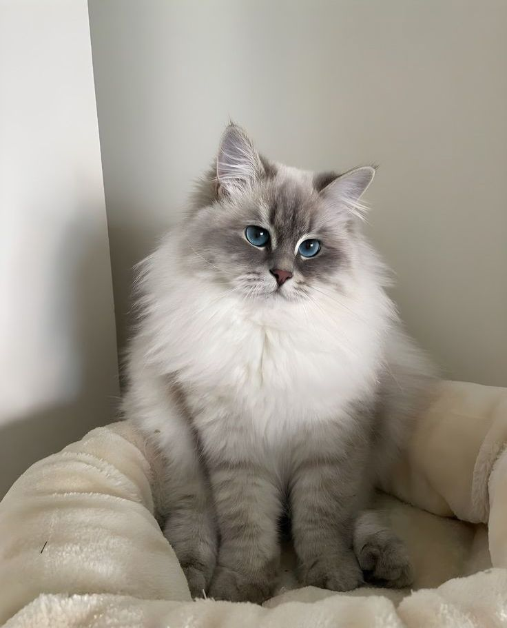 AI Pet to Human: Turn Any Pet into Human Online & Free input photo example