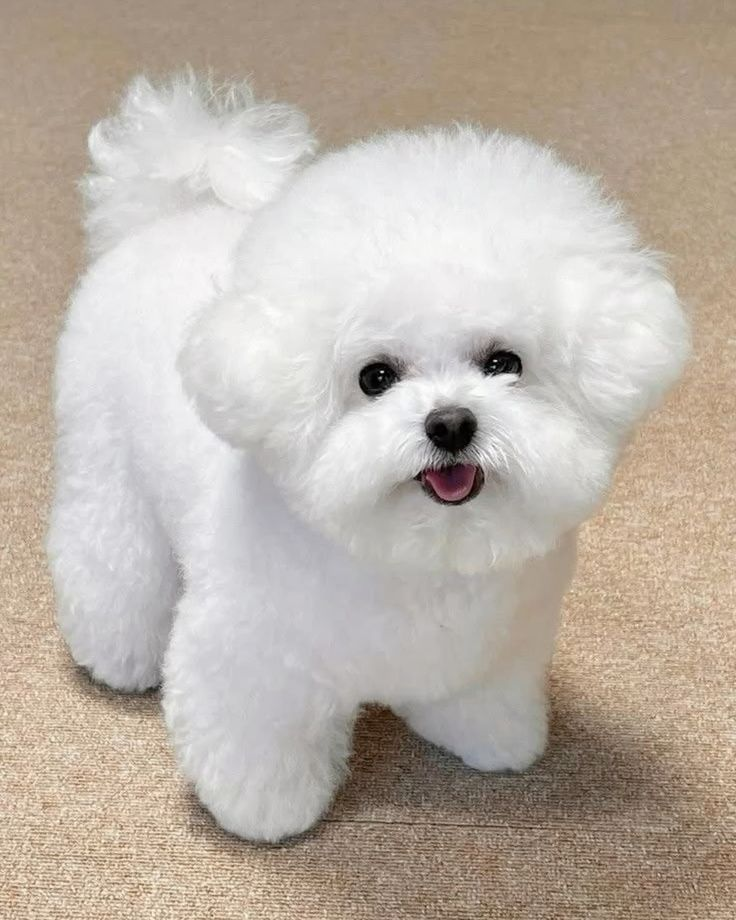 AI Pet to Human Video Generator Online input photo example